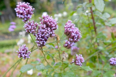 Garten von Christa Welling - Bild 3