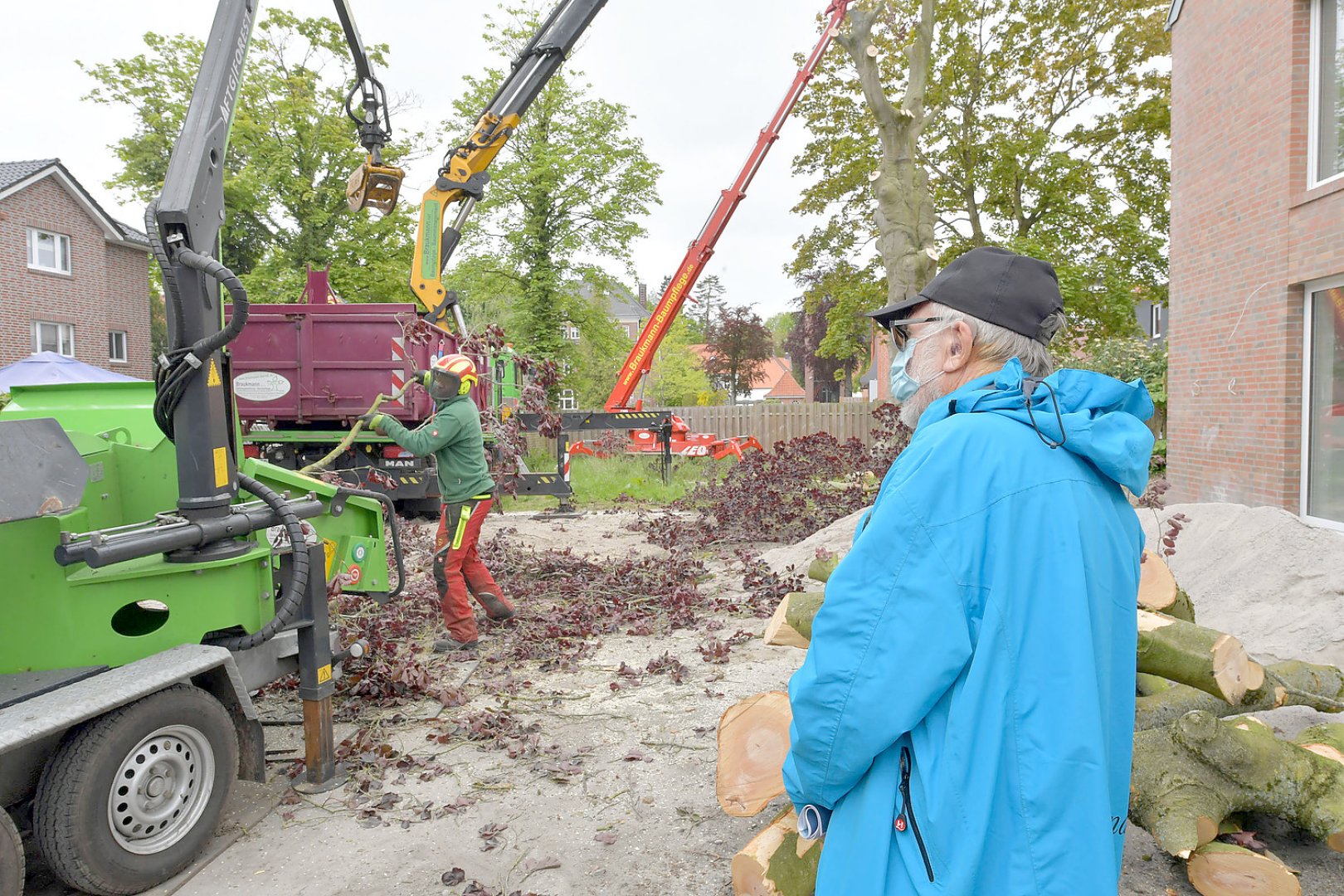 140 Jahre alte Blutbuche in Aurich gefällt - Bild 1