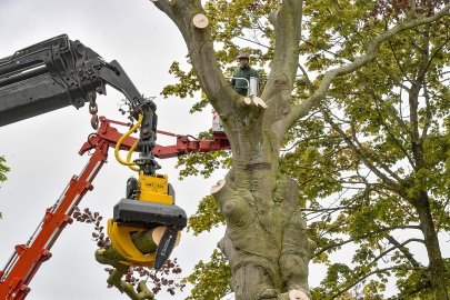 140 Jahre alte Blutbuche in Aurich gefällt - Bild 2