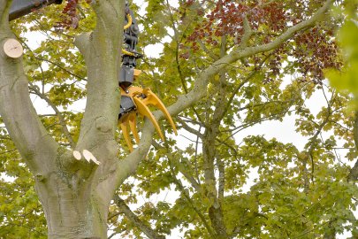 140 Jahre alte Blutbuche in Aurich gefällt - Bild 3