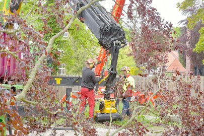 140 Jahre alte Blutbuche in Aurich gefällt - Bild 4
