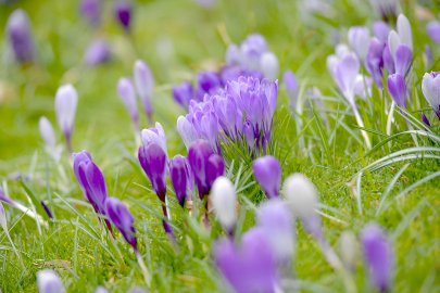 50 Shades of Krokus - Bild 2