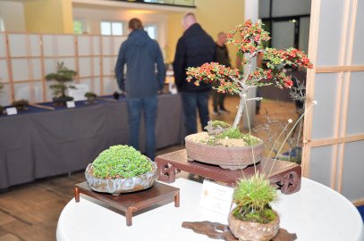 Bonsai-Ausstellung in Leer - Bild 2
