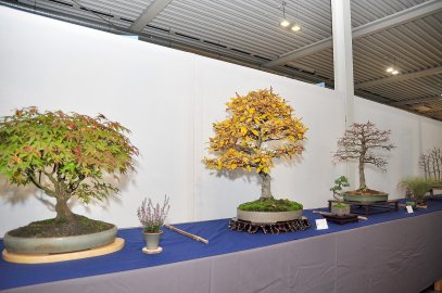 Bonsai-Ausstellung in Leer - Bild 4