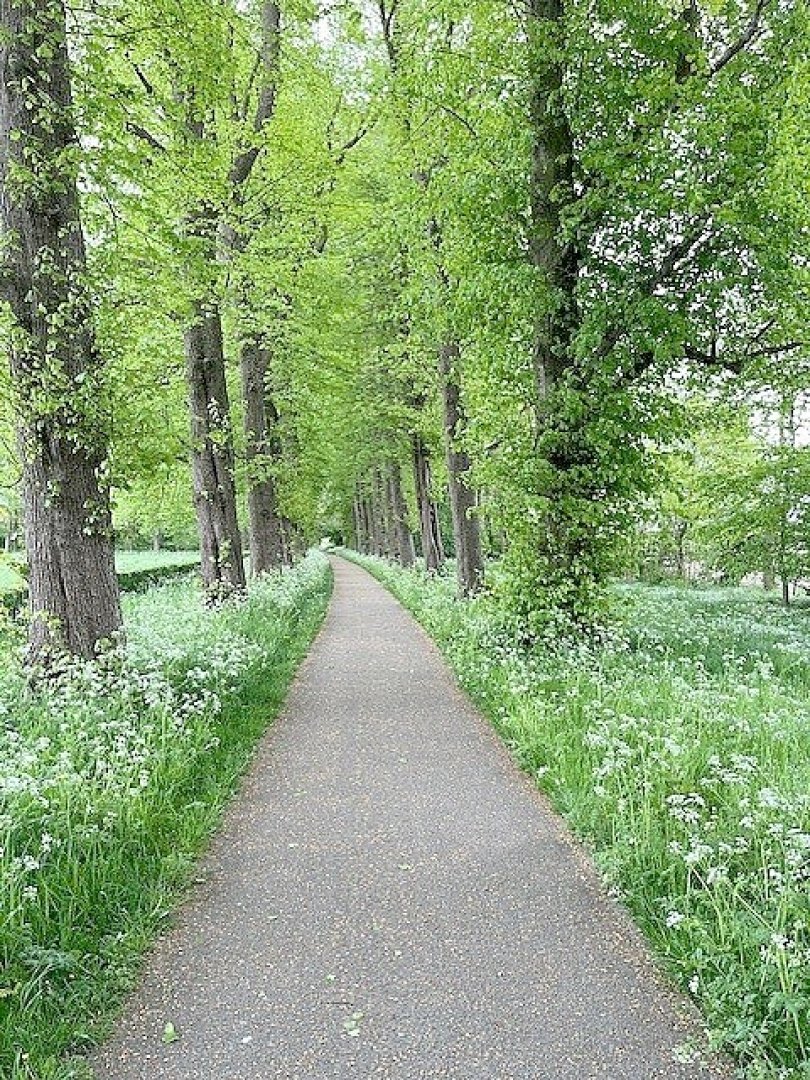Die schönsten Alleen in Ostfriesland - Bild 2