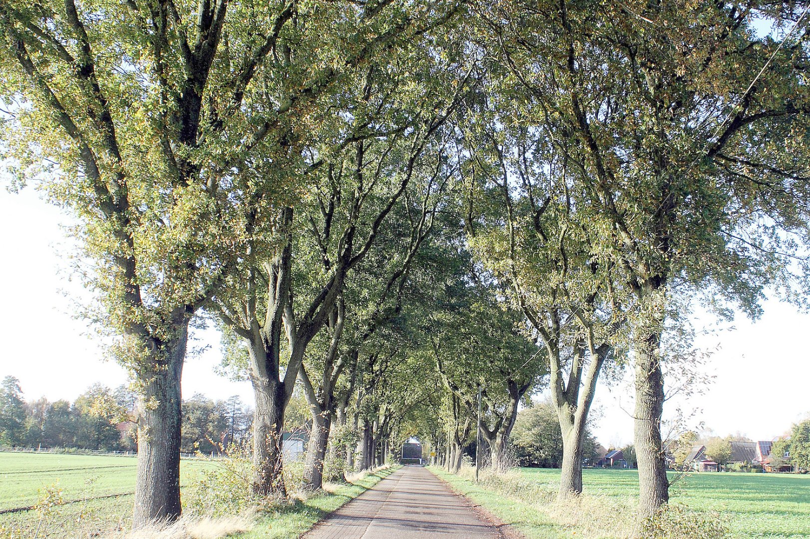 Die schönsten Alleen in Ostfriesland - Bild 3