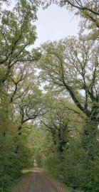 Die schönsten Alleen in Ostfriesland - Bild 5