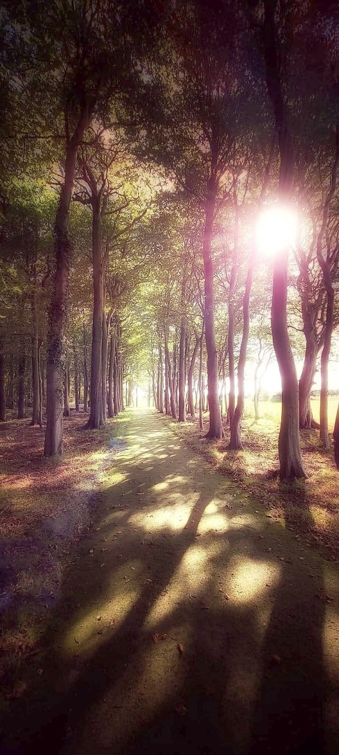 Die schönsten Alleen in Ostfriesland - Bild 7