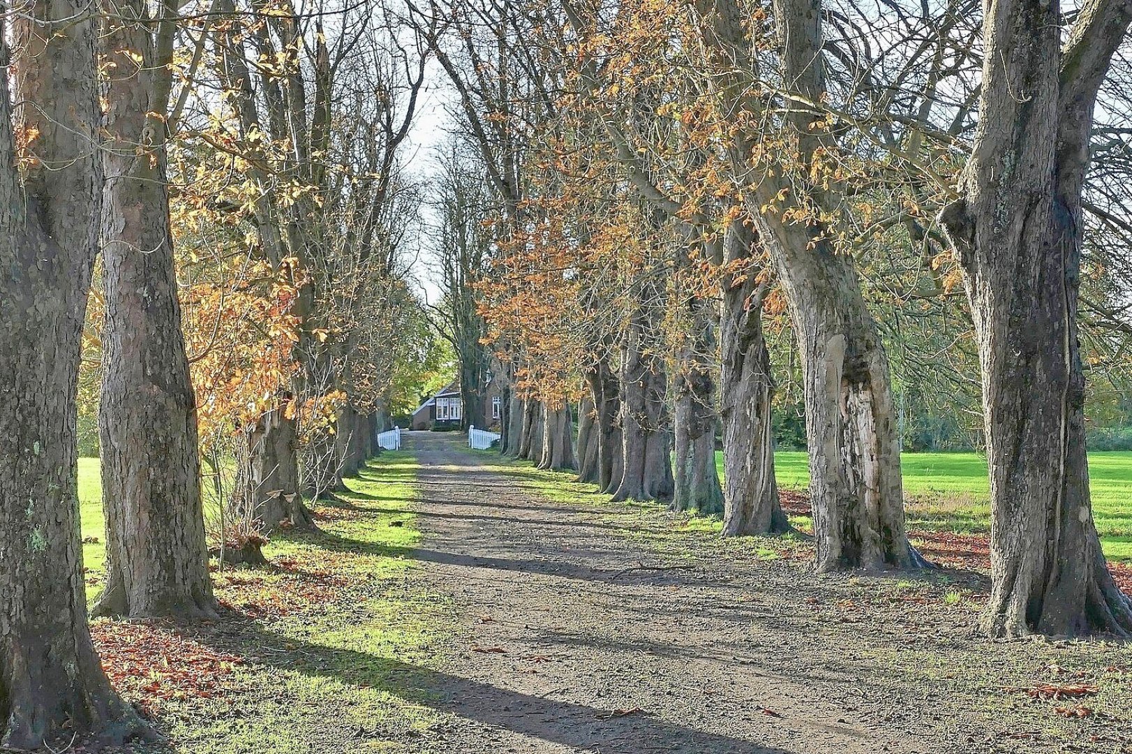 Die schönsten Alleen in Ostfriesland - Bild 9