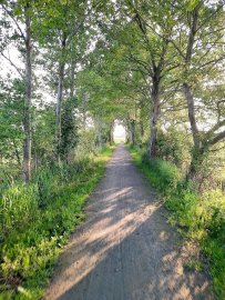 Die schönsten Alleen in Ostfriesland - Bild 11