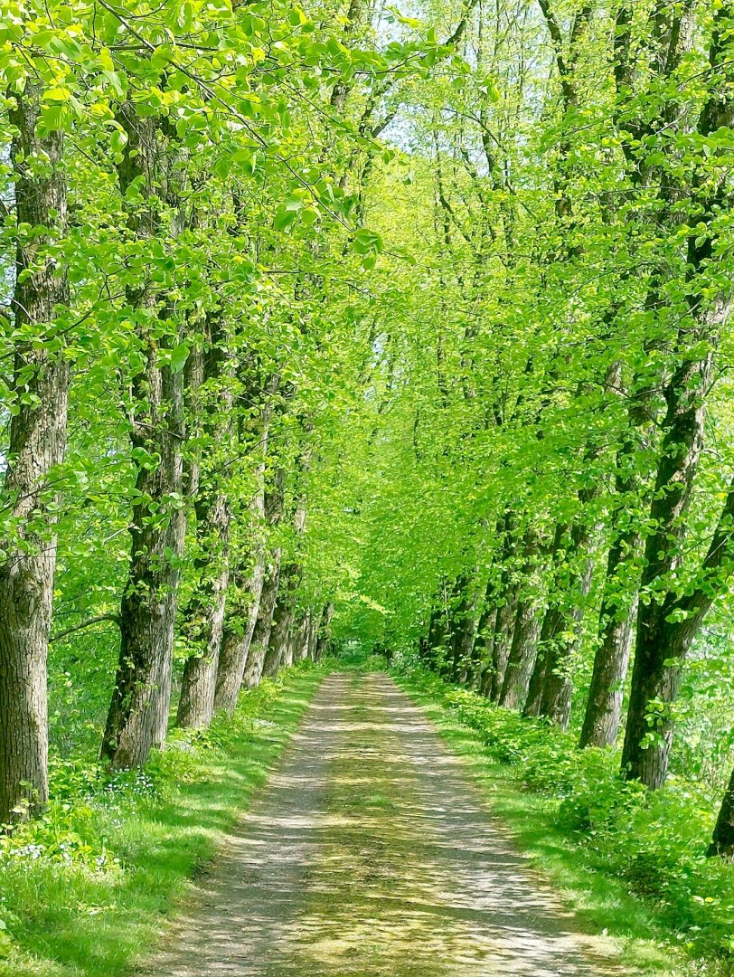 Die schönsten Alleen in Ostfriesland - Bild 12