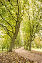Die schönsten Alleen in Ostfriesland - Bild 13