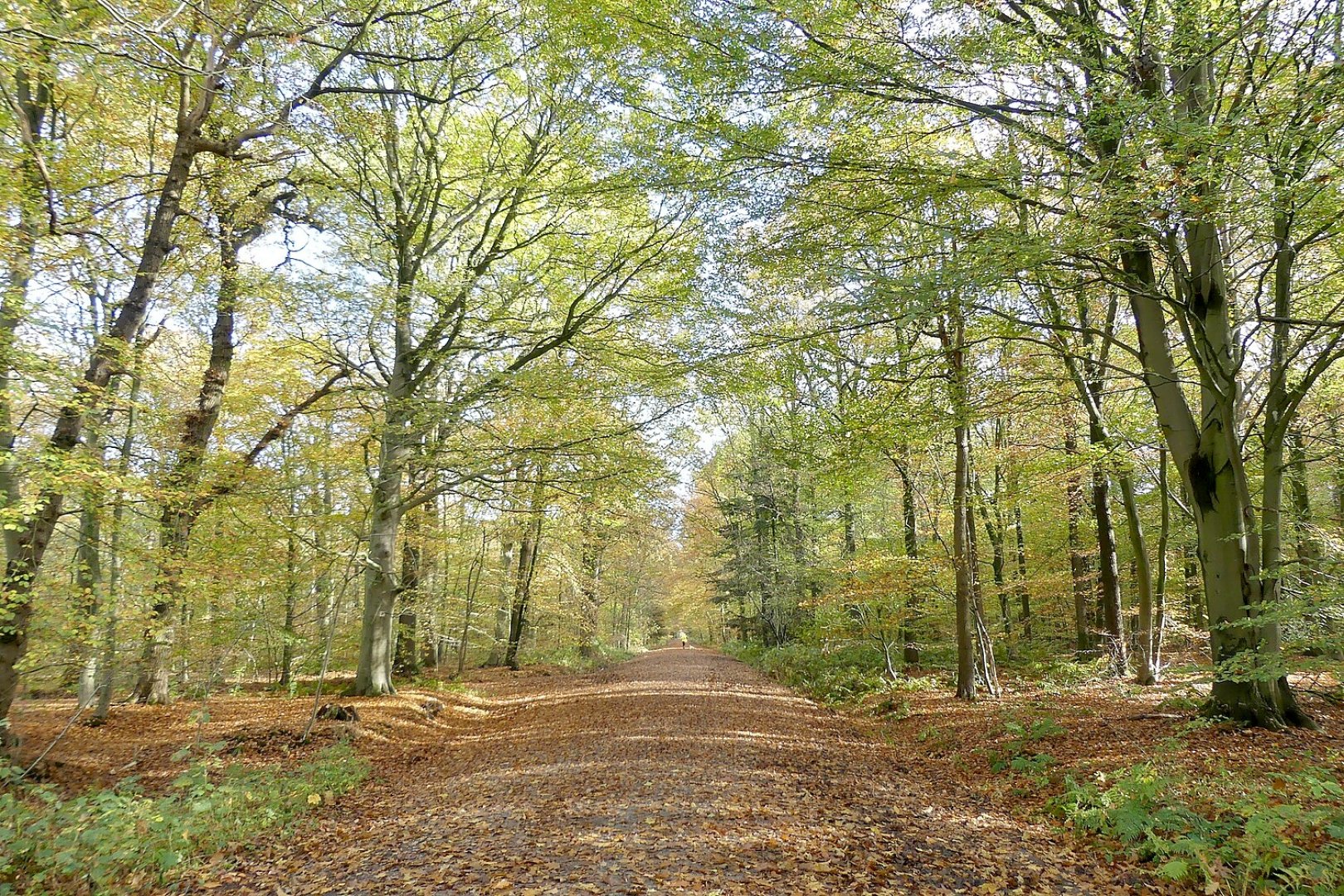 Die schönsten Alleen in Ostfriesland - Bild 16