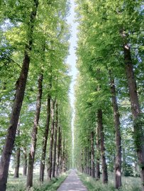 Die schönsten Alleen in Ostfriesland - Bild 17
