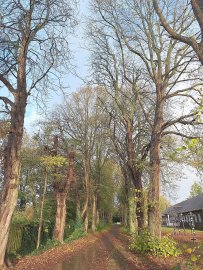 Die schönsten Alleen in Ostfriesland - Bild 18