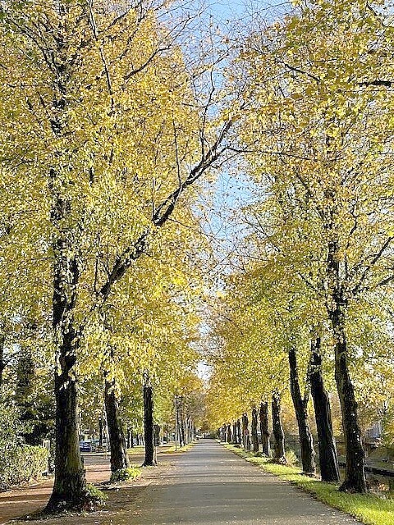 Die schönsten Alleen in Ostfriesland - Bild 19