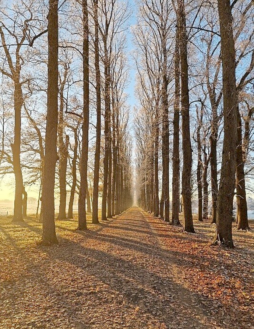 Die schönsten Alleen in Ostfriesland - Bild 21