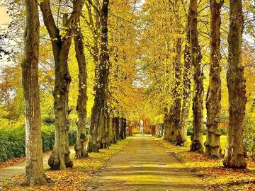 Die schönsten Alleen in Ostfriesland - Bild 23