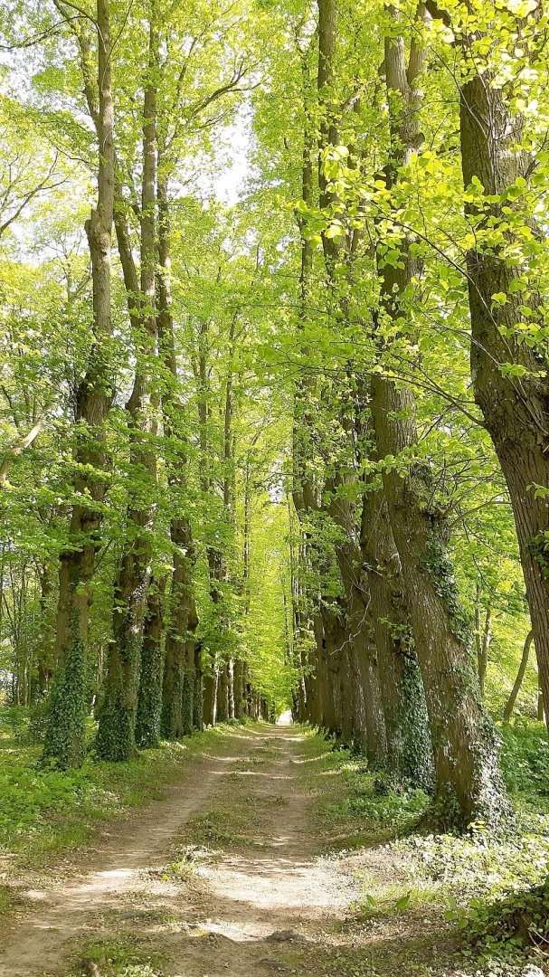 Die schönsten Alleen in Ostfriesland - Bild 25