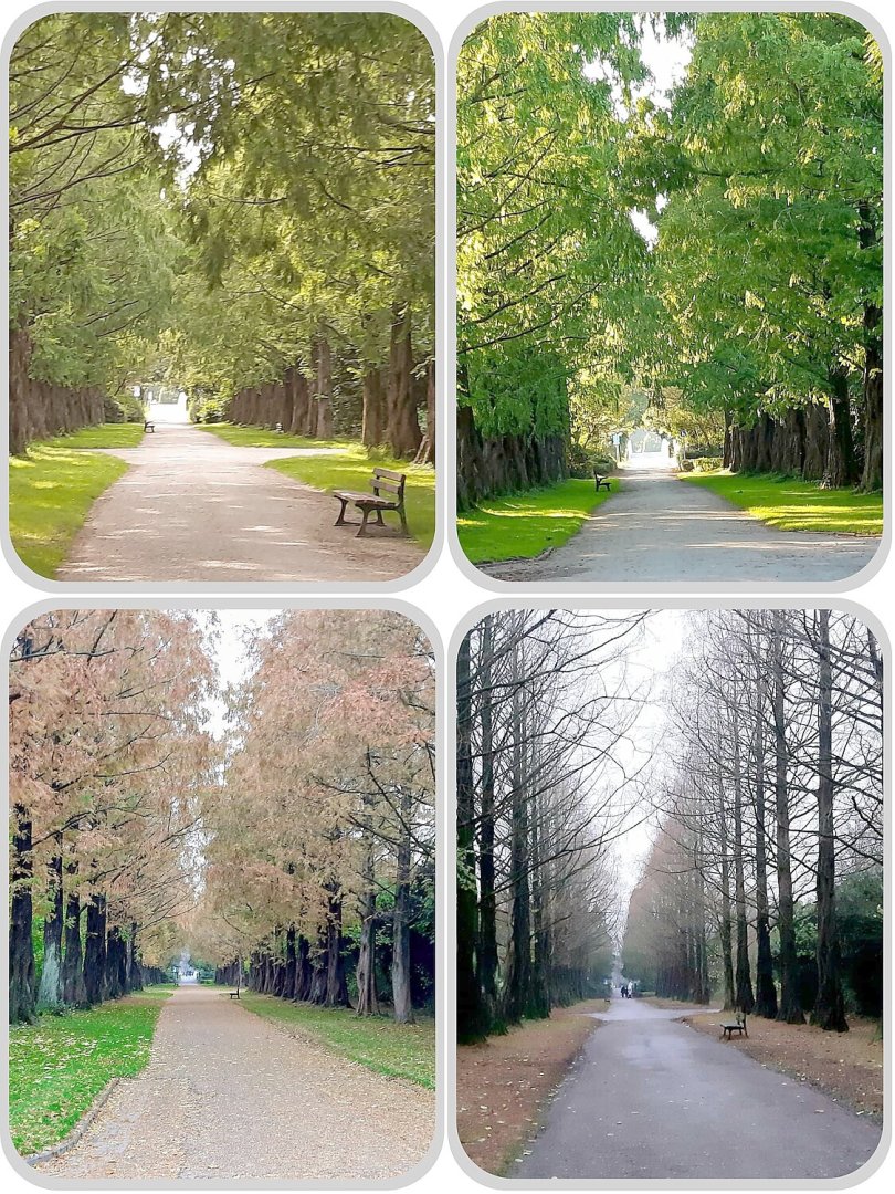 Die schönsten Alleen in Ostfriesland - Bild 26