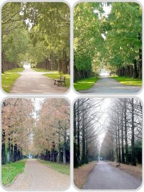 Die schönsten Alleen in Ostfriesland - Bild 26