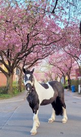 Die schönsten Alleen in Ostfriesland - Bild 30