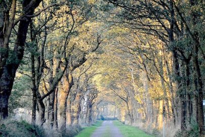 Die schönsten Alleen in Ostfriesland - Bild 33