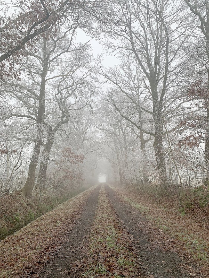 Die schönsten Alleen in Ostfriesland - Bild 38