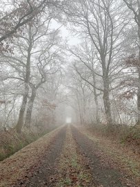 Die schönsten Alleen in Ostfriesland - Bild 38