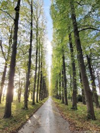 Die schönsten Alleen in Ostfriesland - Bild 42