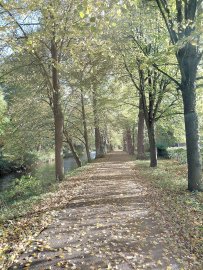 Die schönsten Alleen in Ostfriesland - Bild 43