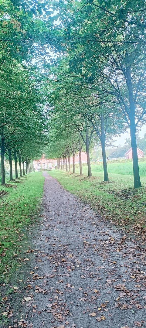 Die schönsten Alleen in Ostfriesland - Bild 44