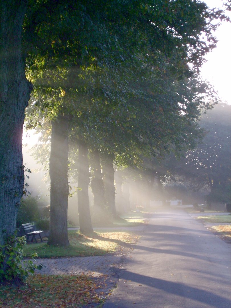 Die schönsten Alleen in Ostfriesland - Bild 45
