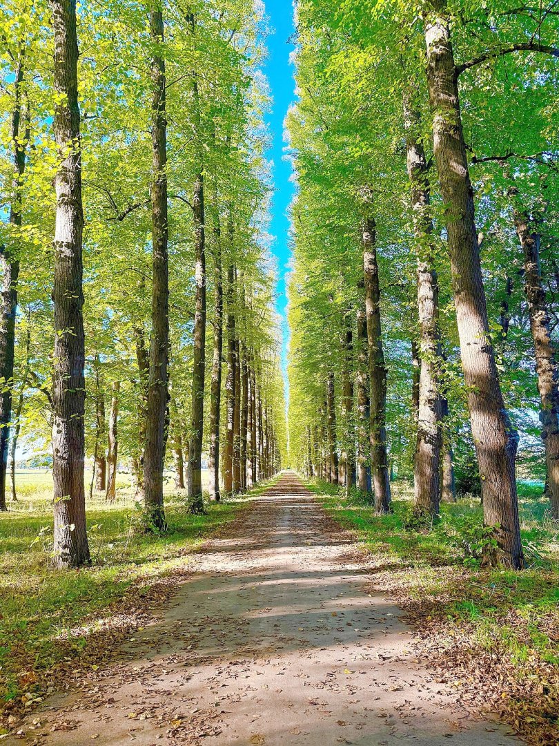 Die schönsten Alleen in Ostfriesland - Bild 49