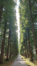 Die schönsten Alleen in Ostfriesland - Bild 50