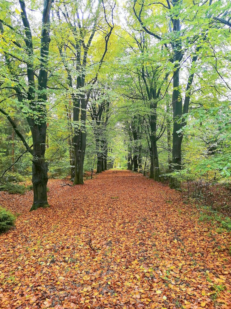 Die schönsten Alleen in Ostfriesland - Bild 51