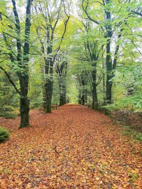 Die schönsten Alleen in Ostfriesland - Bild 51