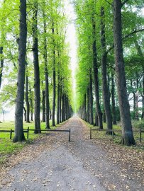 Die schönsten Alleen in Ostfriesland - Bild 52