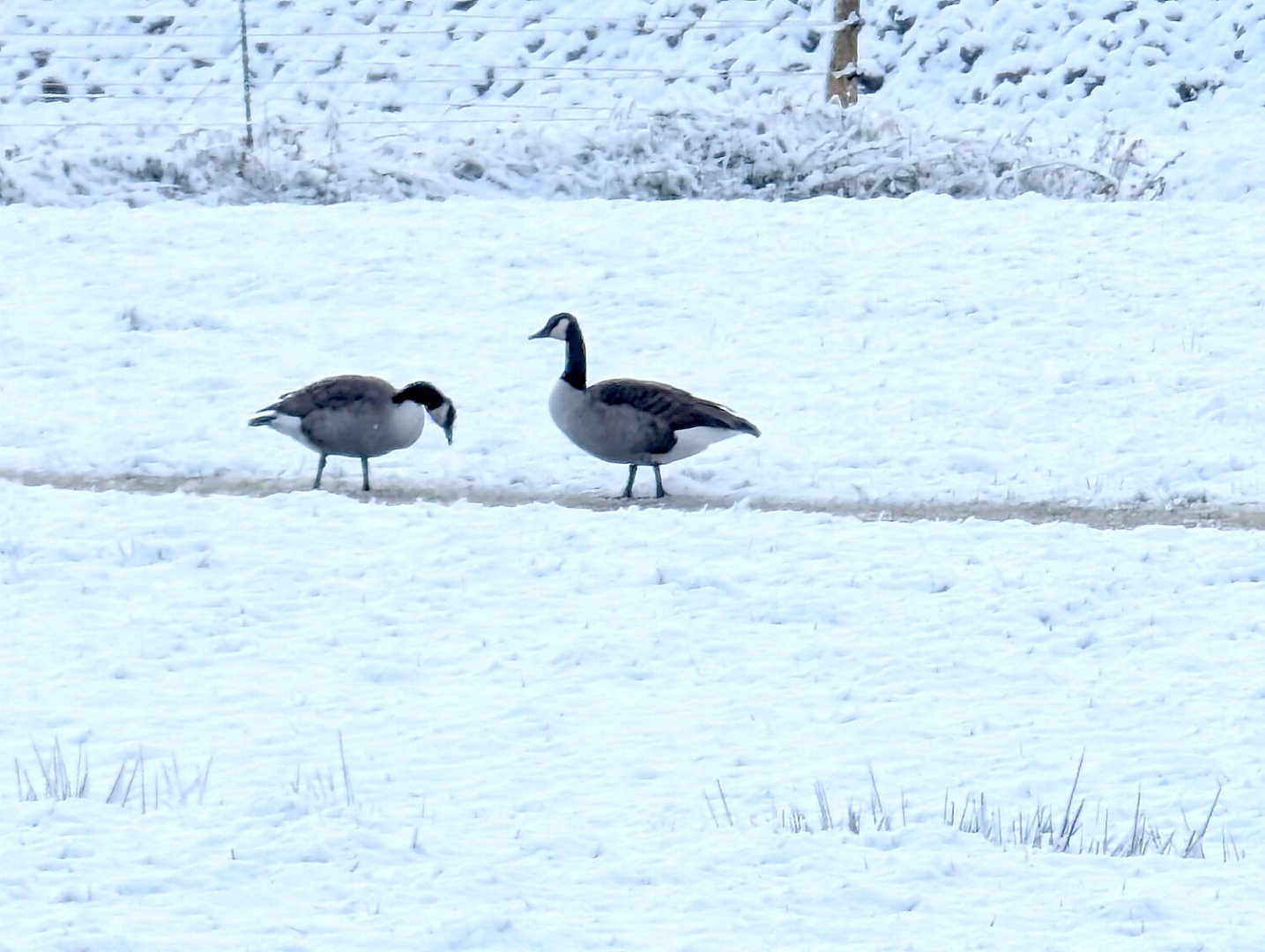 Schnee in Ostfriesland - Bild 26
