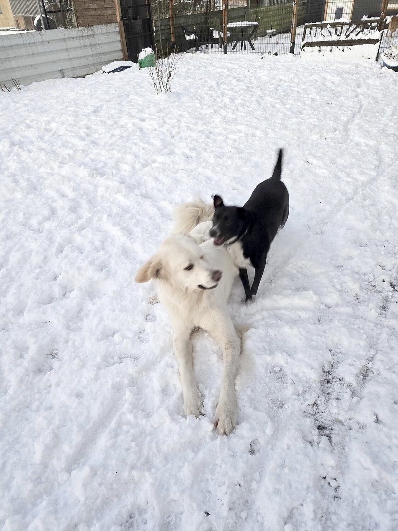 Schnee in Ostfriesland - Bild 79