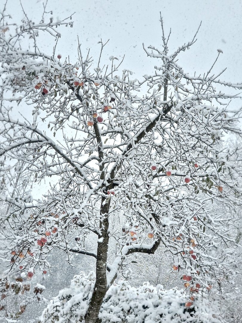 Schnee in Ostfriesland - Bild 81