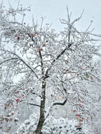 Schnee in Ostfriesland - Bild 81