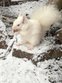 Schnee in Ostfriesland - Bild 95