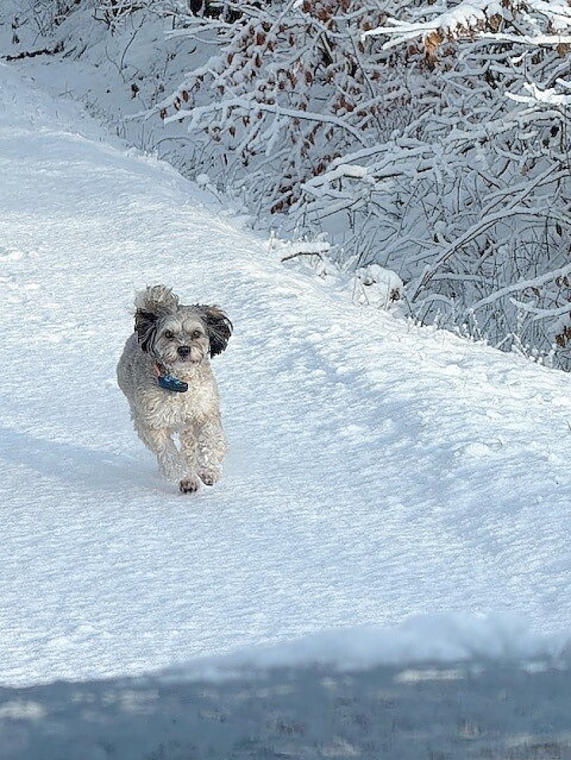 Schnee in Ostfriesland (Leserfotos, Teil 1) - Bild 57