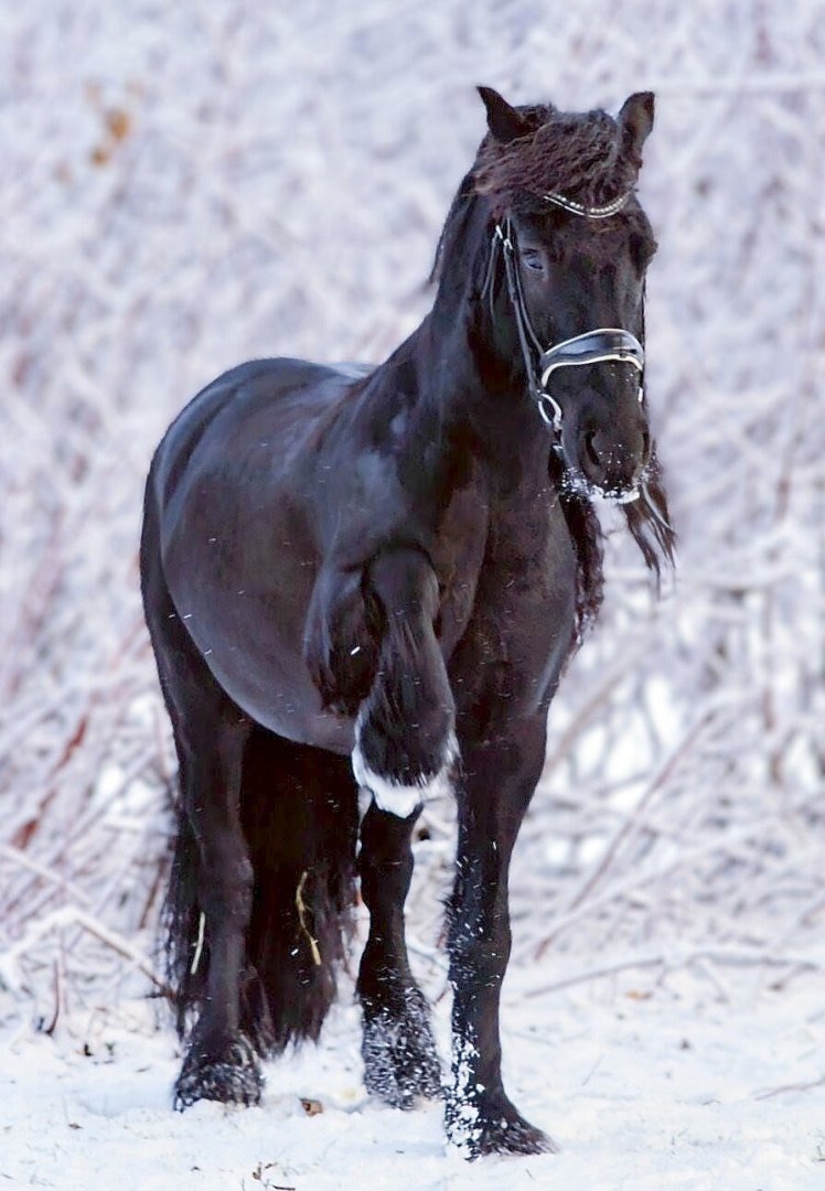 Schnee in Ostfriesland (Leserfotos, Teil 1) - Bild 75