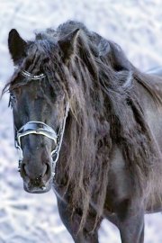 Schnee in Ostfriesland (Leserfotos, Teil 1) - Bild 76