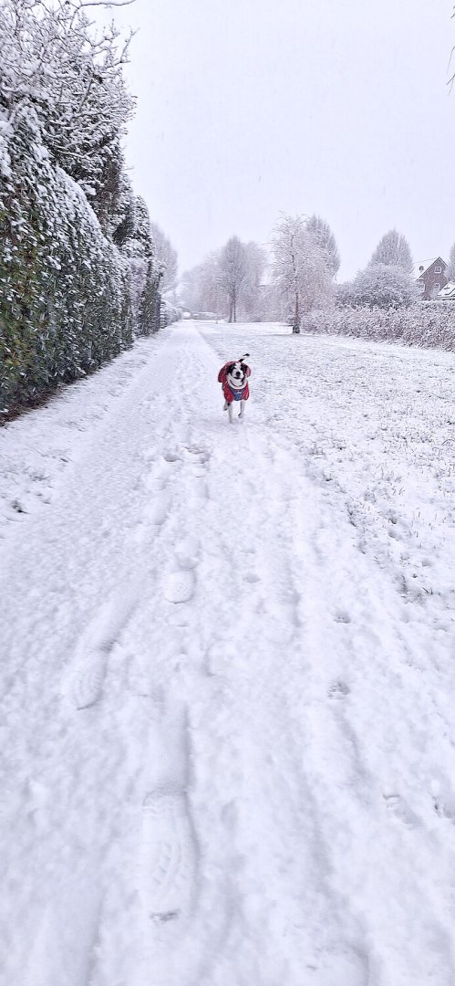 Schnee in Ostfriesland (Leserfotos, Teil 2) - Bild 2