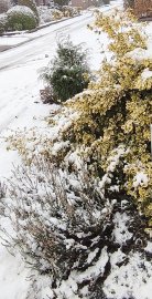 Schnee in Ostfriesland (Leserfotos, Teil 2) - Bild 7