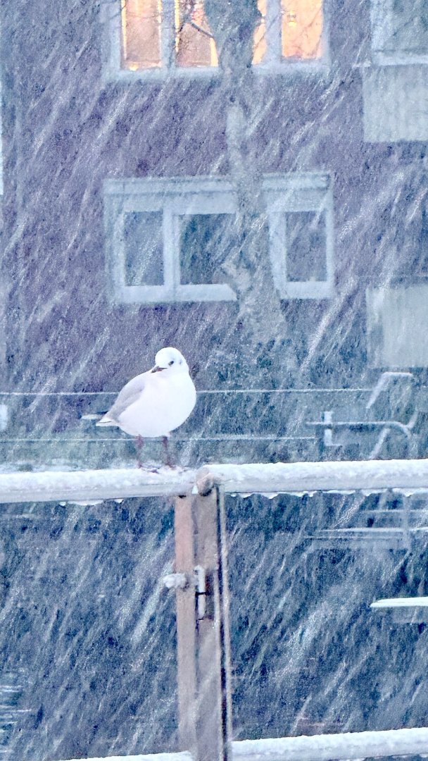 Schnee in Ostfriesland (Leserfotos, Teil 2) - Bild 20