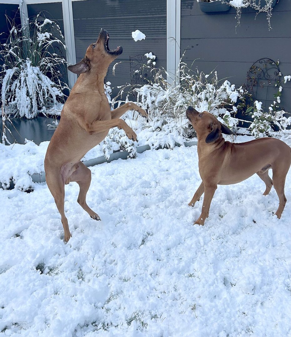 Schnee in Ostfriesland (Leserfotos, Teil 2) - Bild 23